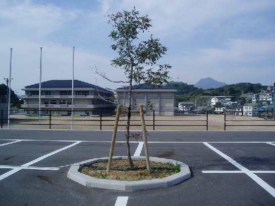 楷(かい)の木に関わる随想