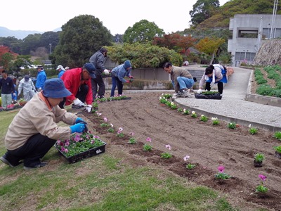 因島フラワーセンター　ボランティアの花植え　パンジー等7000本