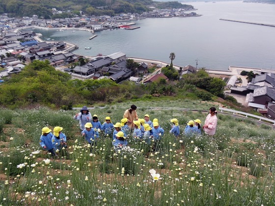 除虫菊撮影会（因島重井町）幼稚園児19人にレンズ　5月中旬まで見ごろ