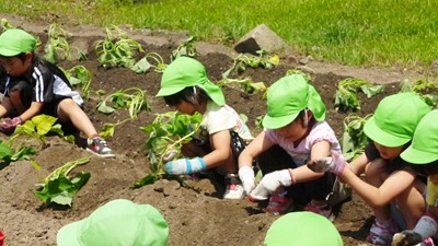 瀬戸田博愛幼稚園　さつま芋の苗植え　福島にとどけよう