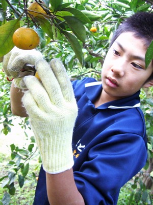 瀬戸田中1年生が柑橘収穫体験