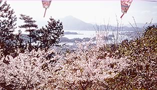 因島公園の桜