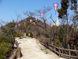 [3月25日] サクラ開花まぢか　因島公園4月上旬が見ごろ　夜桜を照らすボンボリ200点灯