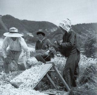 [4月29日] 明治・大正・昭和　島を救った除虫菊　今は観光栽培になごり