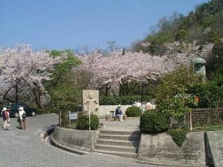 [4月 1日] サクラちらほら咲き　見ごろは4月上旬　島四国霊場お接待18日