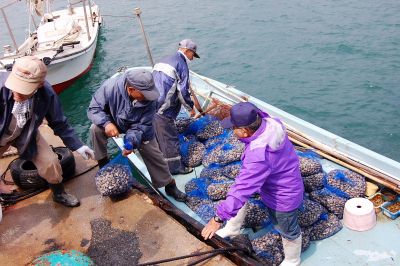 福大・漁協・町民「里海」再生願い天然アサリ2トン放流調査