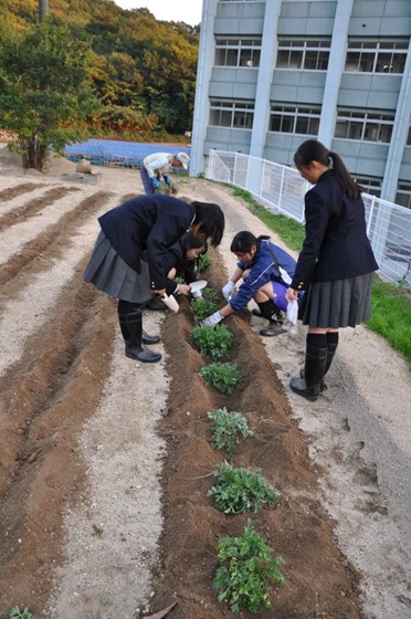 因島高校理科部　除虫菊を植える
