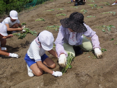 重井康和会　児童と芋苗植え