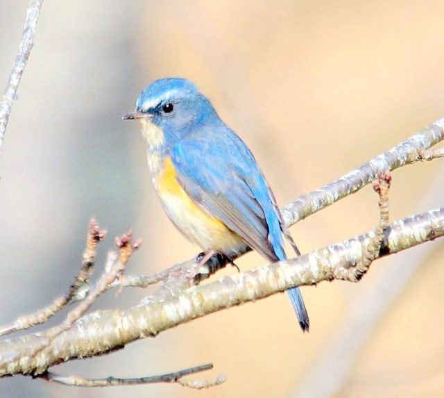 因島で見た野鳥【127】ルリビタキ | せとうちタイムズ（尾道市因島