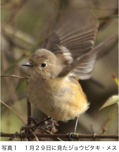 因島で見た野鳥【158】ジョウビタキ尾羽を失う | せとうちタイムズ